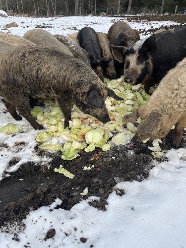 Pigs consume vegetable scraps at Driscoll Farm in Saranac, New York