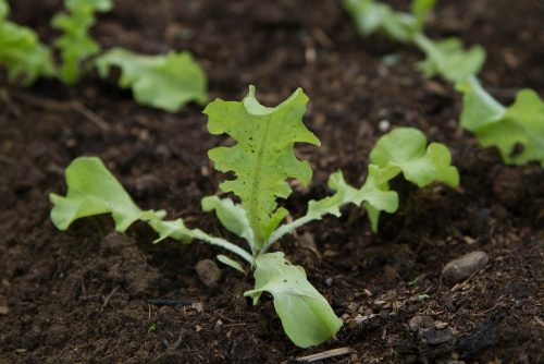 Lettuce grows in compost-rich soil at North Country School in Lake Placid, New York. 